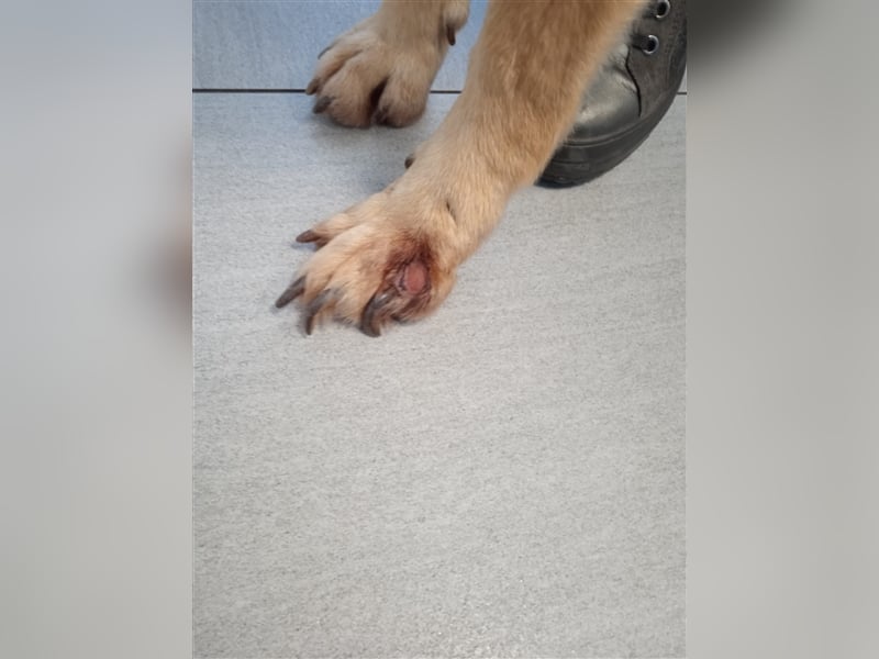Rex,- Zukunftsperspektive dringend gesucht!
