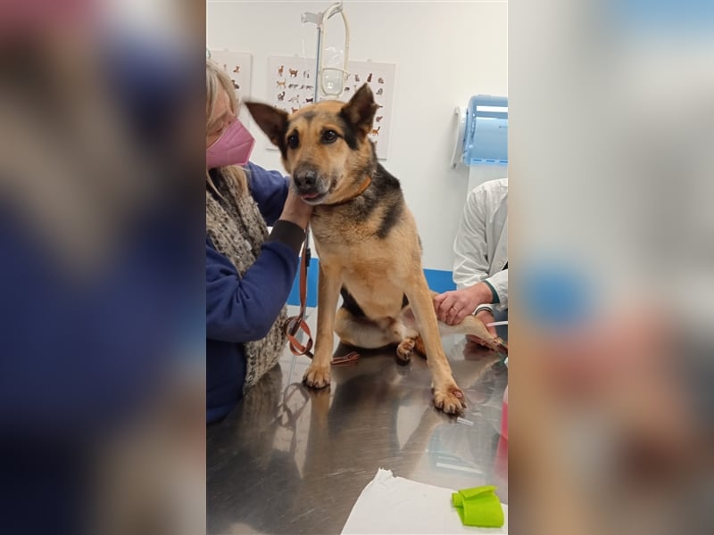 Rex,- Zukunftsperspektive dringend gesucht!