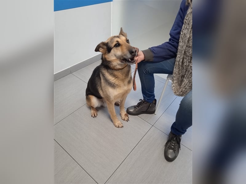 Rex,- Zukunftsperspektive dringend gesucht!