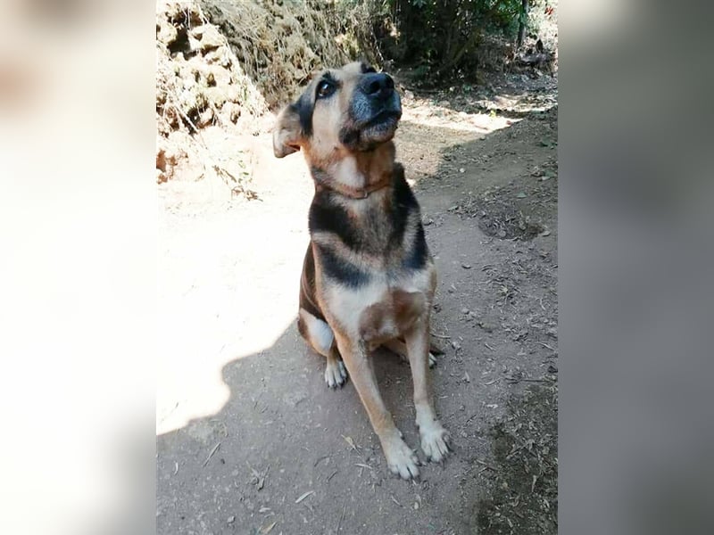 Rex,- Zukunftsperspektive dringend gesucht!