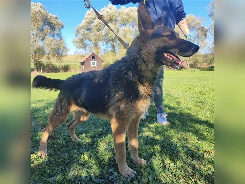 Ghost ein toller Schäferhund