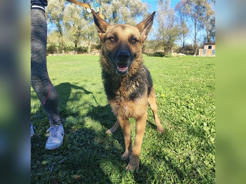 Ghost ein toller Schäferhund