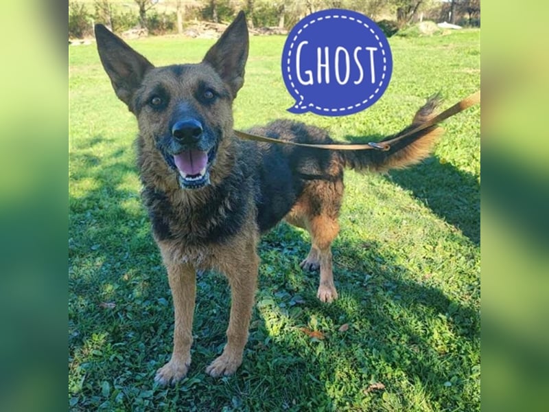 Ghost ein toller Schäferhund