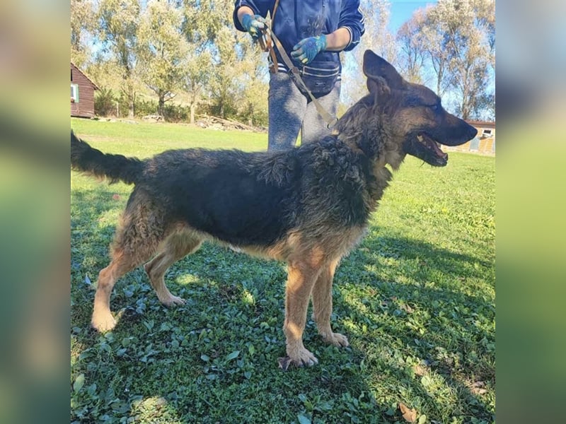 Ghost ein toller Schäferhund