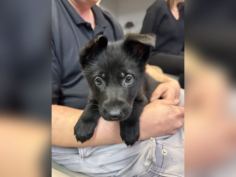 Deutsche Schäferhund Welpen