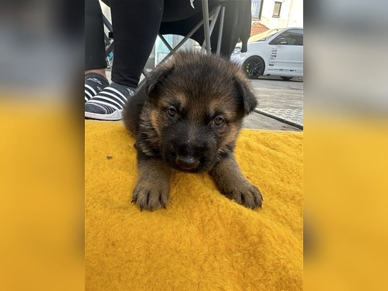 Deutsche Schäferhund Welpen