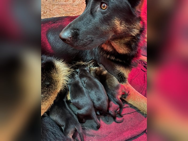 Deutsche Schäferhund Welpen