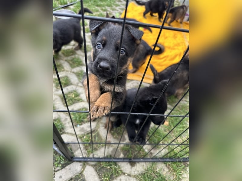 Deutsche Schäferhund Welpen
