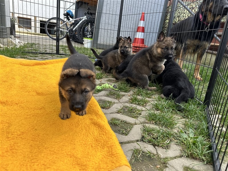 Deutsche Schäferhund Welpen