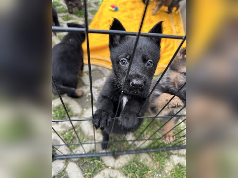 Deutsche Schäferhund Welpen
