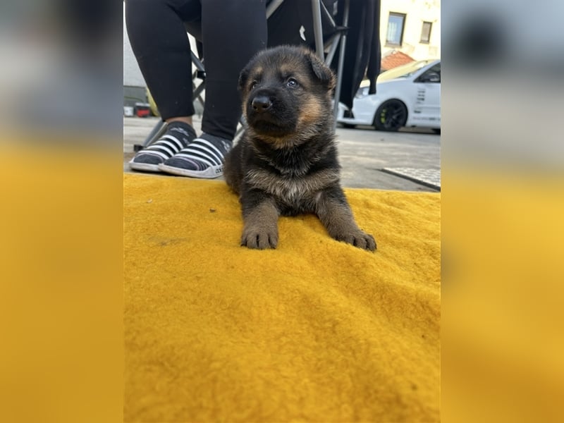 Deutsche Schäferhund Welpen