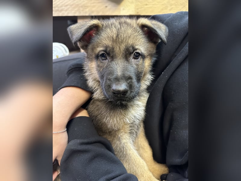 Deutsche Schäferhund Welpen