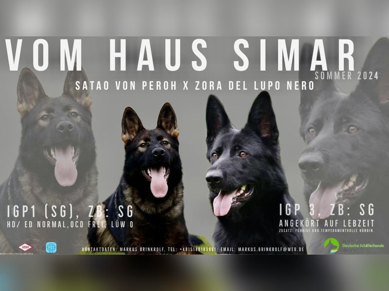 Welpen, Schäferhundwelpen vom Verein für deutsche Schäferhunde mit Papiere