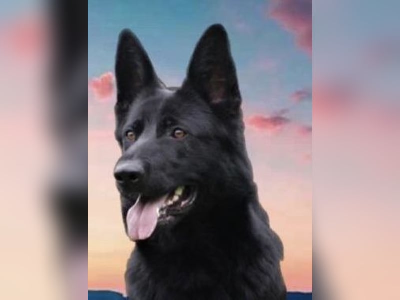 Welpen, Schäferhundwelpen vom Verein für deutsche Schäferhunde mit Papiere