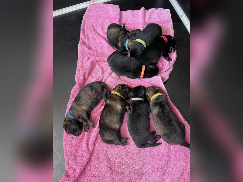 Welpen, Schäferhundwelpen vom Verein für deutsche Schäferhunde mit Papiere