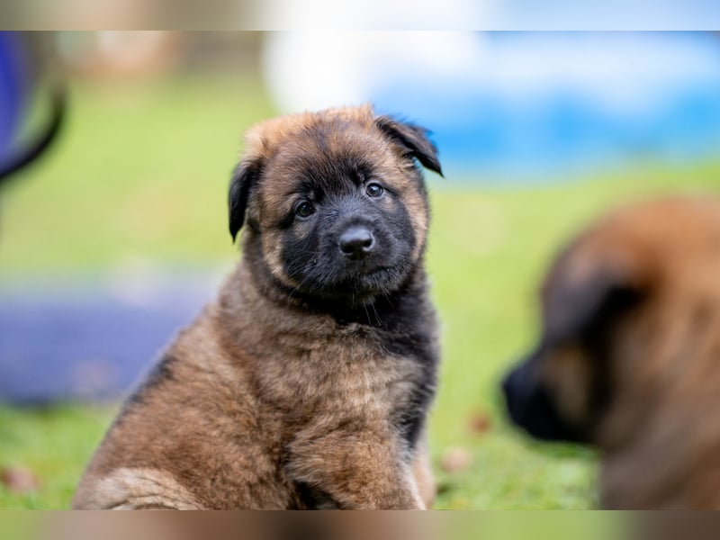 DSH-Herder-Mix-Welpen