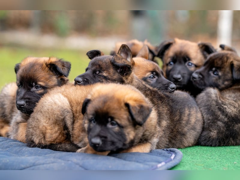 DSH-Herder-Mix-Welpen