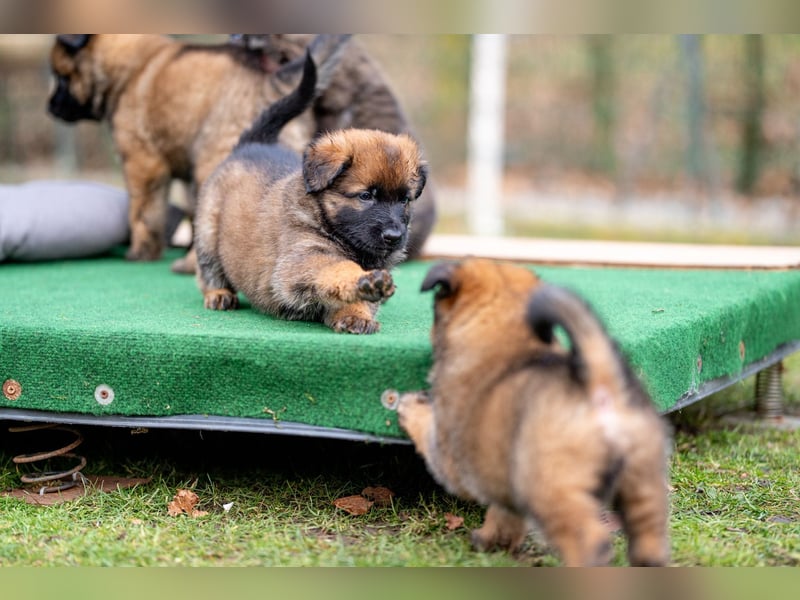 DSH-Herder-Mix-Welpen