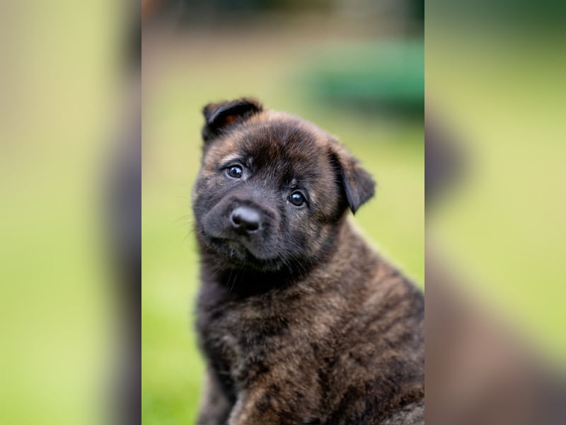 DSH-Herder-Mix-Welpen