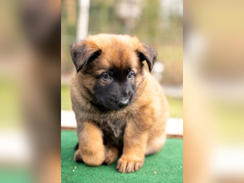 DSH-Herder-Mix-Welpen