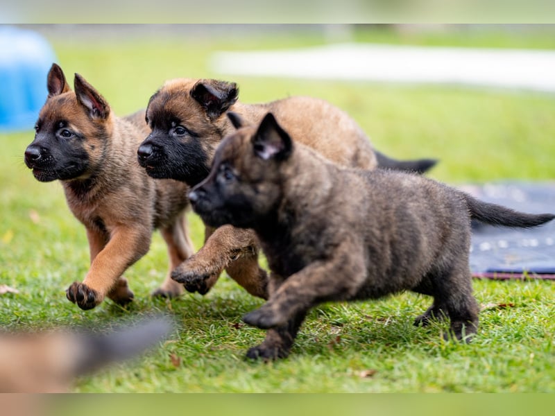 DSH-Herder-Mix-Welpen