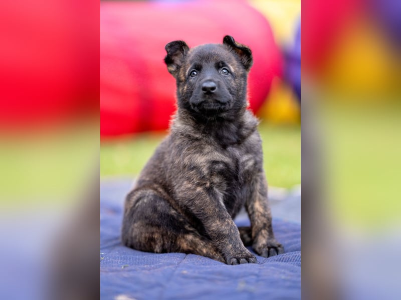 DSH-Herder-Mix-Welpen