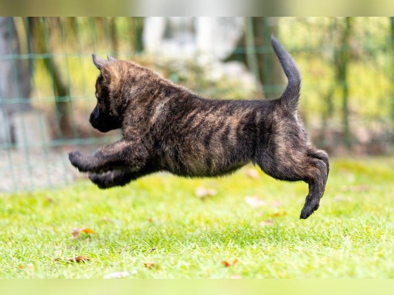 DSH-Herder-Mix-Welpen