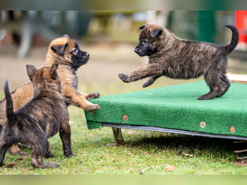 DSH-Herder-Mix-Welpen