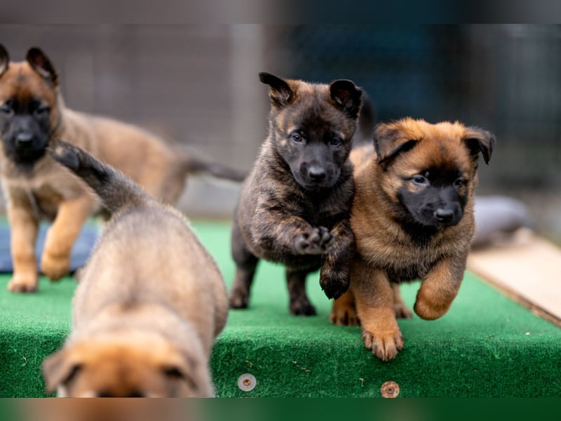 DSH-Herder-Mix-Welpen