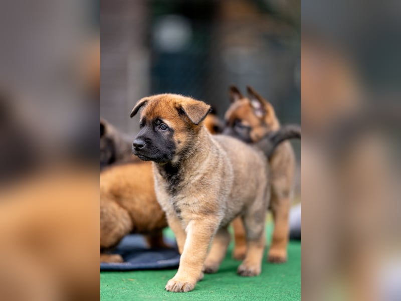 DSH-Herder-Mix-Welpen