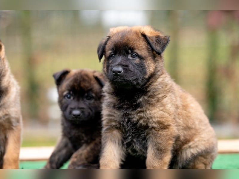 DSH-Herder-Mix-Welpen