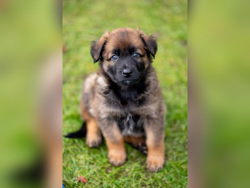 DSH-Herder-Mix-Welpen