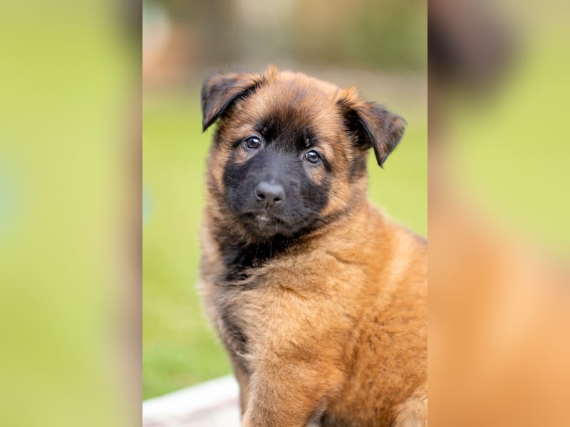 DSH-Herder-Mix-Welpen