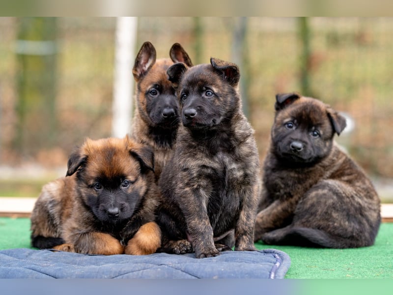 DSH-Herder-Mix-Welpen