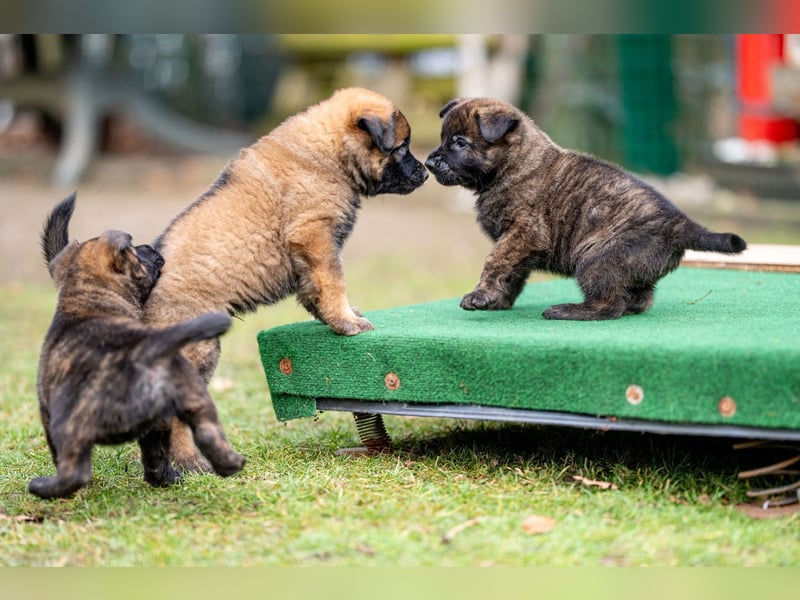 DSH-Herder-Mix-Welpen