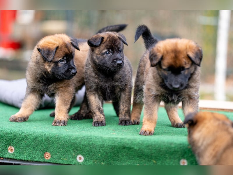 DSH-Herder-Mix-Welpen