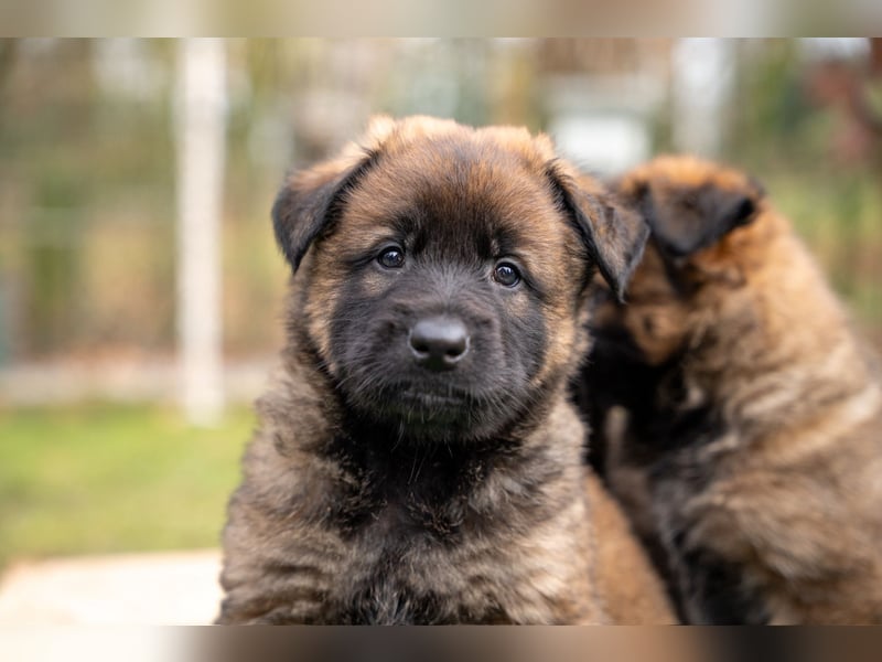 DSH-Herder-Mix-Welpen