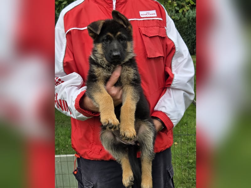 Deutsche Schäferhundwelpen aus Kör- und Leistungszucht