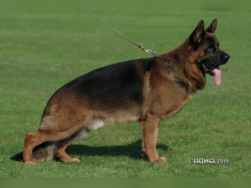 Deutsche Schäferhundwelpen aus Kör- und Leistungszucht