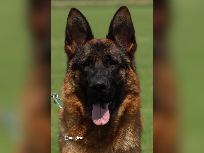 Deutsche Schäferhundwelpen aus Kör- und Leistungszucht