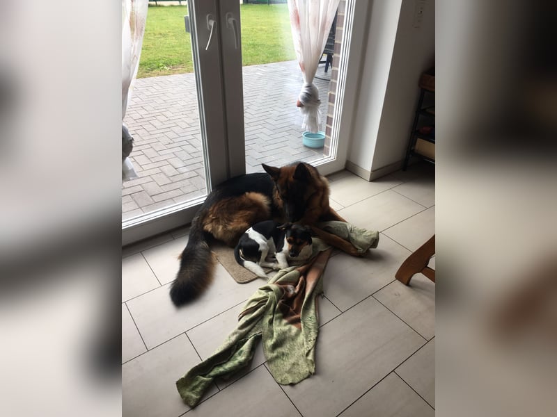 Deutsche Schäferhundwelpen aus Kör- und Leistungszucht