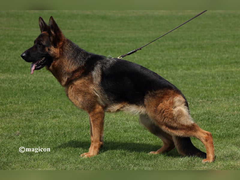 Deutsche Schäferhundwelpen aus Kör- und Leistungszucht
