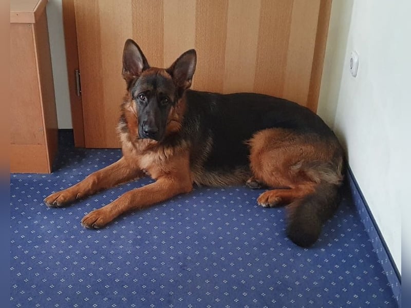Deutsche Schäferhundwelpen aus Kör- und Leistungszucht