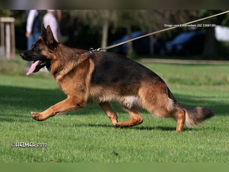 Deutsche Schäferhundwelpen aus Kör- und Leistungszucht