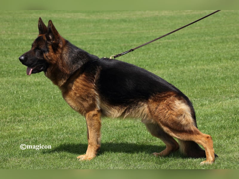 Deutsche Schäferhundwelpen aus Kör- und Leistungszucht