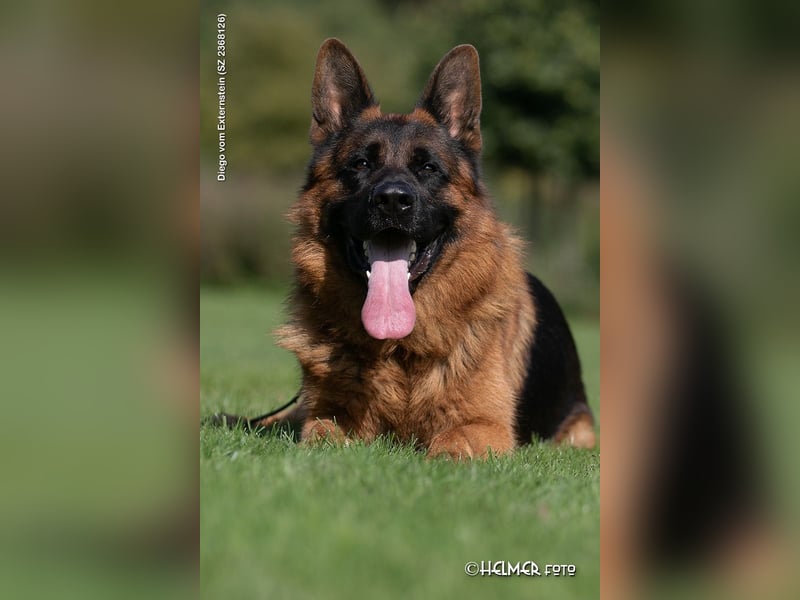 Deutsche Schäferhundwelpen aus Kör- und Leistungszucht