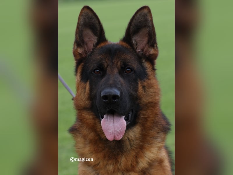 Deutsche Schäferhundwelpen aus Kör- und Leistungszucht
