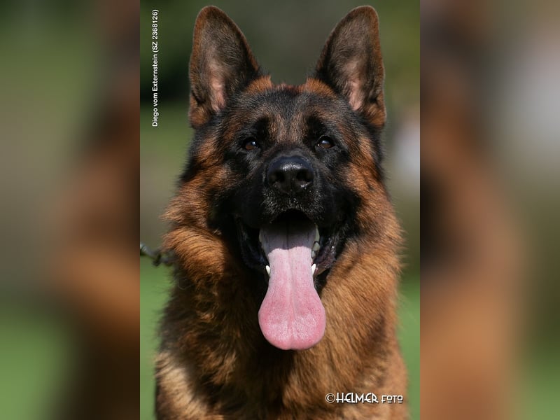 Deutsche Schäferhundwelpen aus Kör- und Leistungszucht