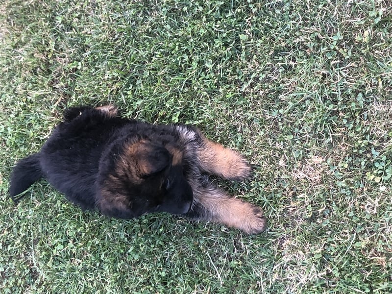 Schäferhundewelpen 4 Rüden