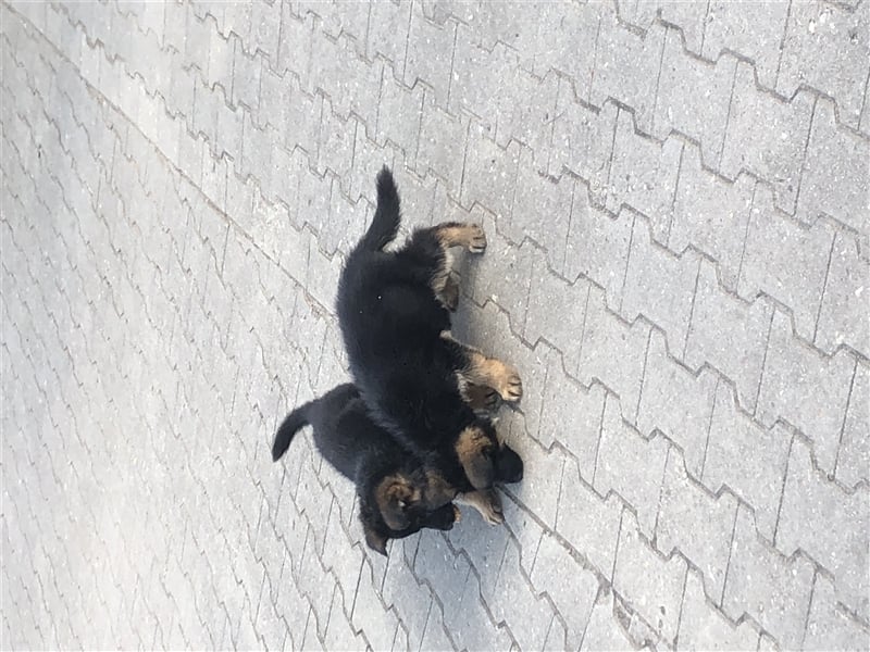 Schäferhundewelpen 4 Rüden